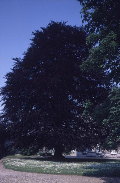 Arbre sur une place