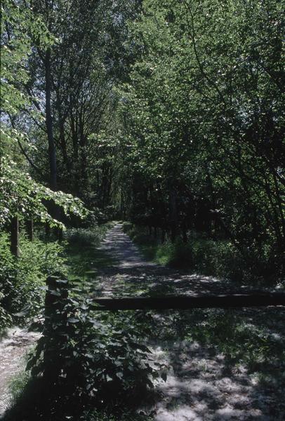 Parc : allée forestière