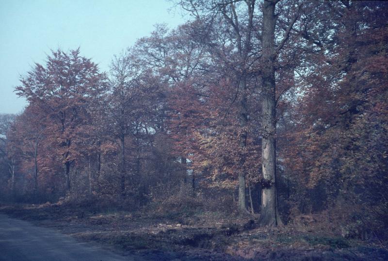 Allée forestière dans la forêt de Marly-le-Roi