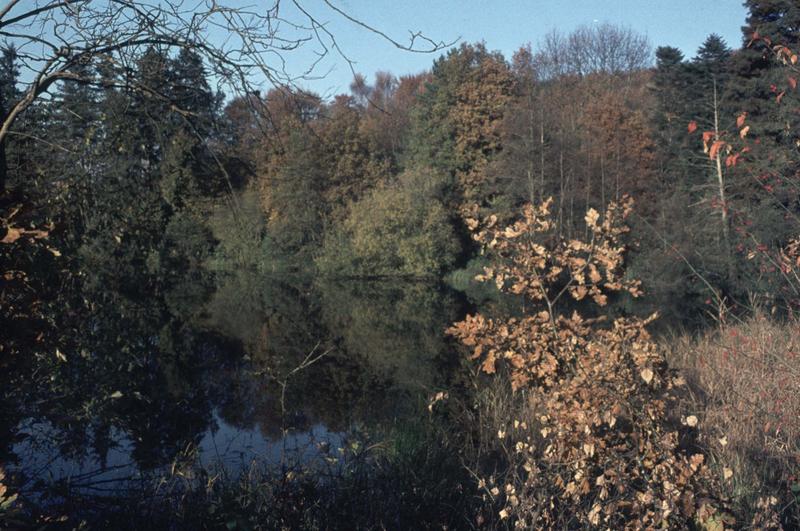 Parc : végétation aux bords d'un des deux étangs