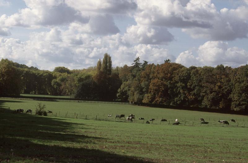 Vue générale du parc, vaches dans un pré