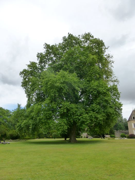 Château : Parc, détail d’un arbre remarquable (platane)