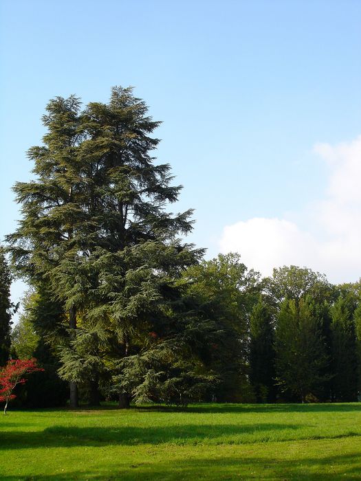 Château de Courson : Vue générale du parc