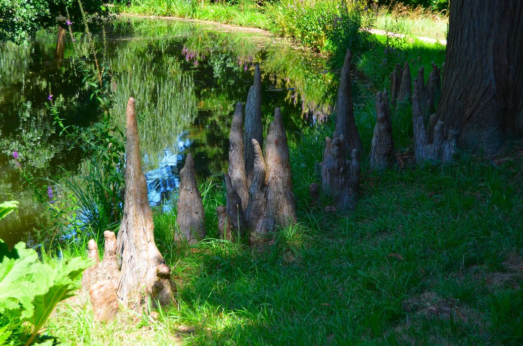 Détail des pneumatophores du cyprès chauve