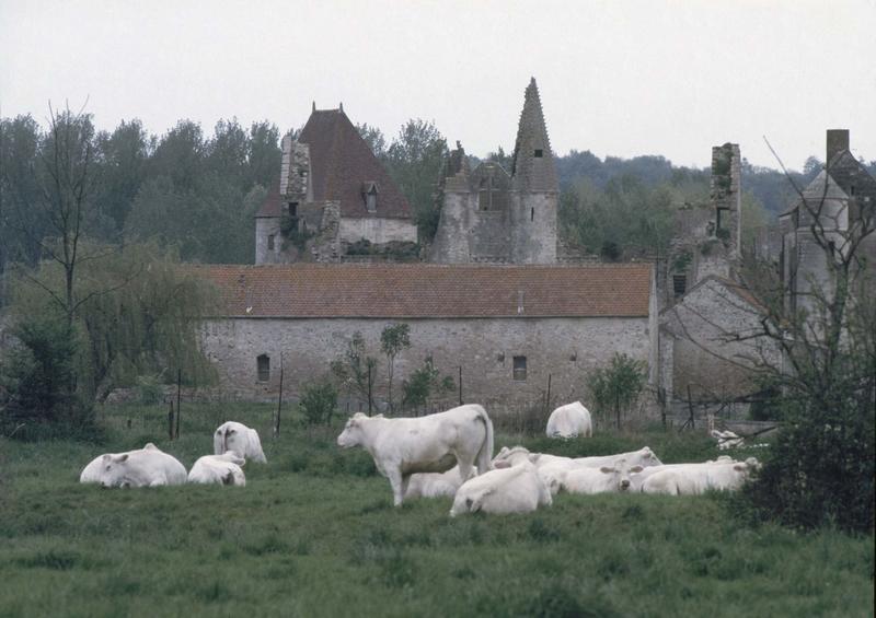 Ruines du château : poterne, logis, vaches au premier plan