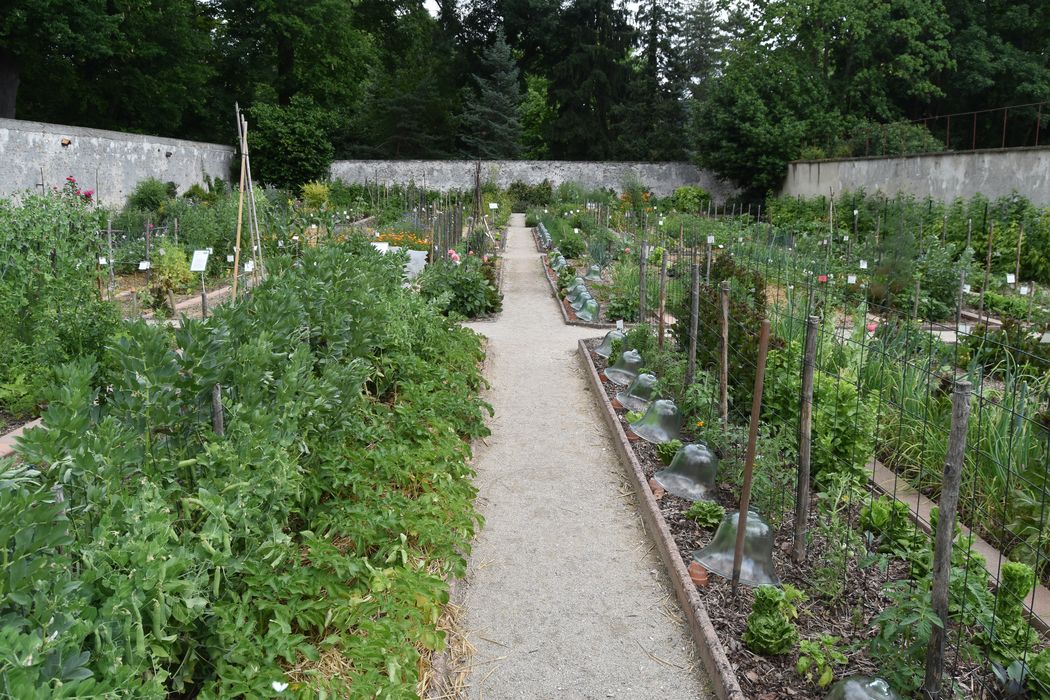 jardin potager, vue générale