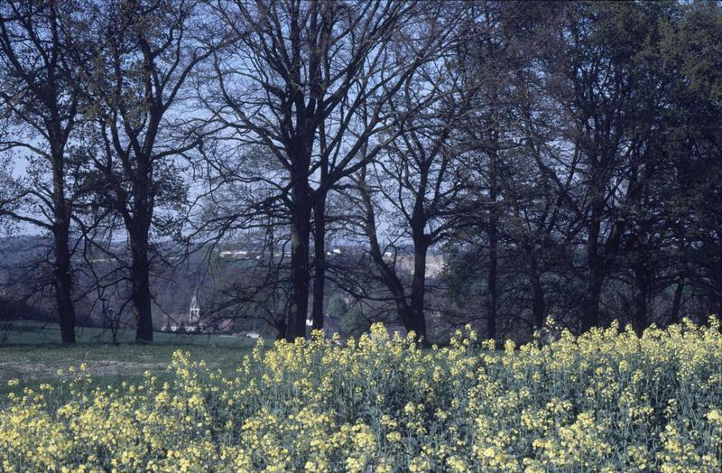 Vue très éloignée sur l'église, champ de fleurs au premier plan