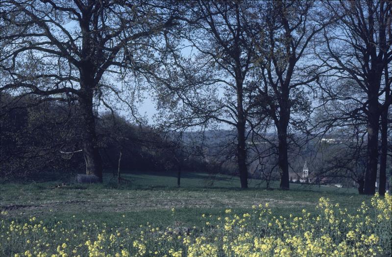 Vue très éloignée sur l'église, champ de fleurs au premier plan