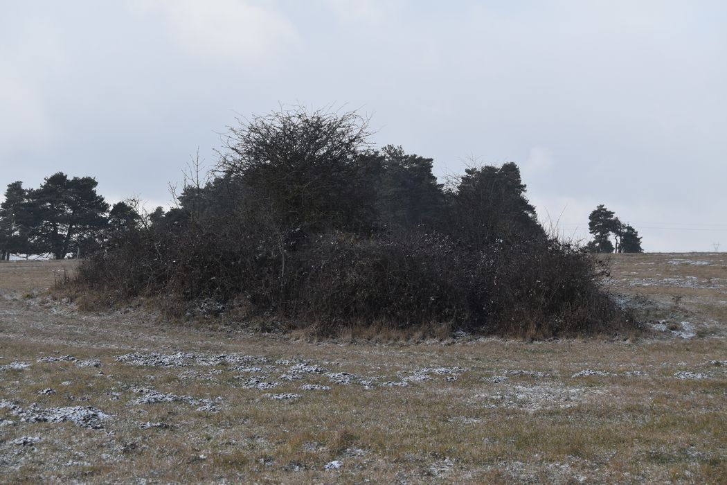 vue générale du tumuli n°2 dans son environnement