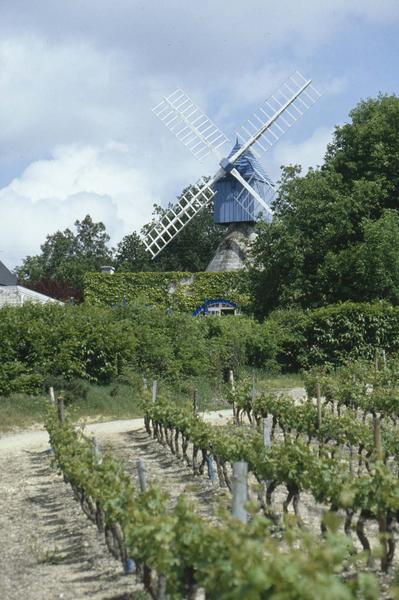 Moulin à vent, vignes au premier plan