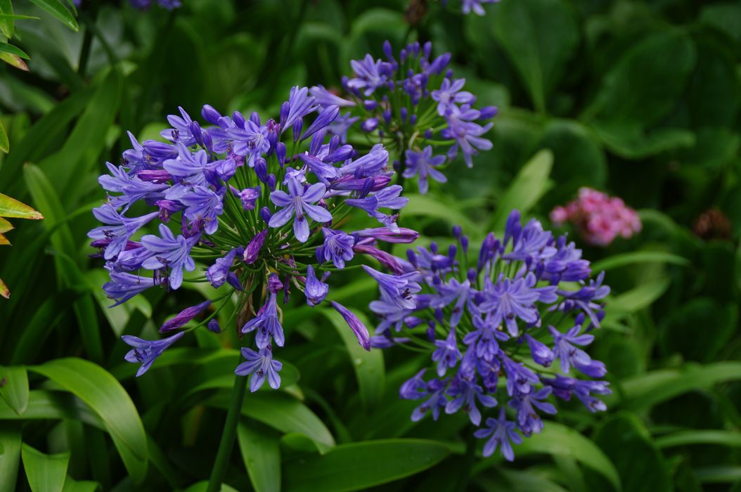 parc, détail des fleurs des agapanthes