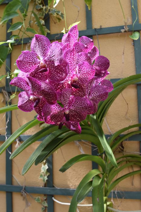 détail d’une fleur