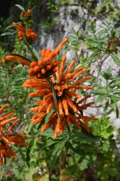 détail d’une fleur