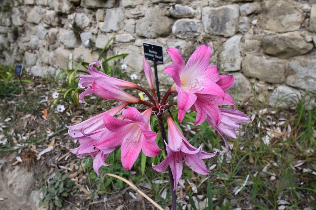 détail des fleurs