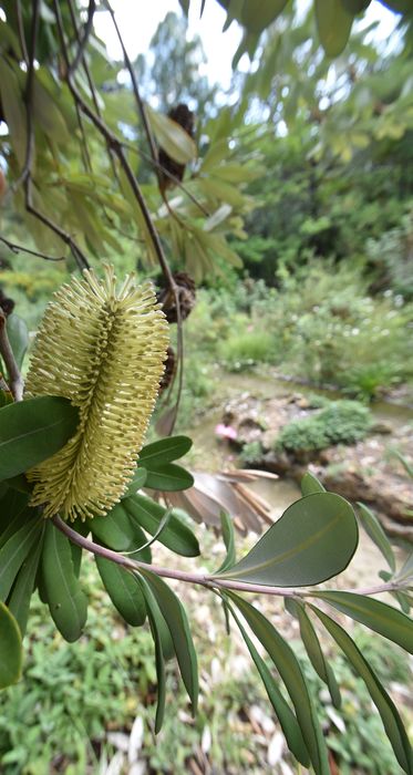 détail de la fleur d’un arbre