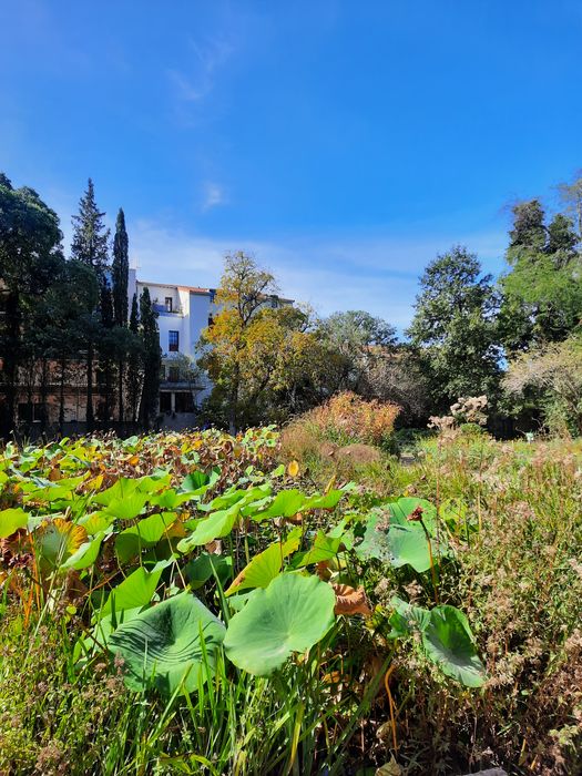 vue partielle du jardin