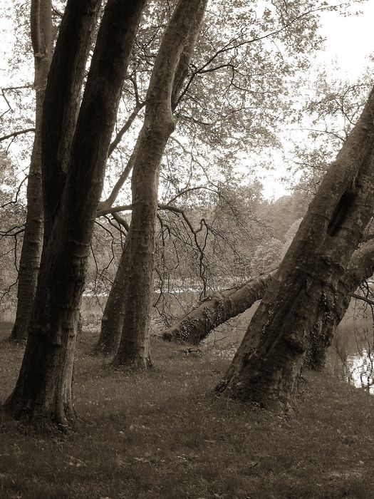 parc, platanes au-dessus de l’étang