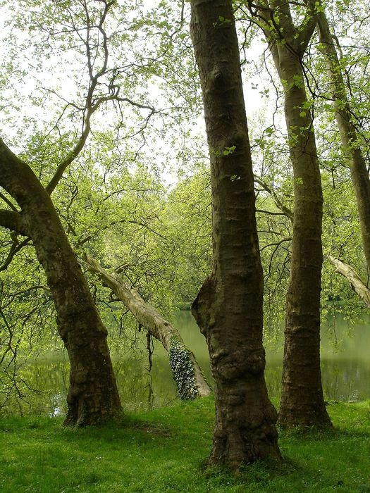 parc, platanes au-dessus de l’étang