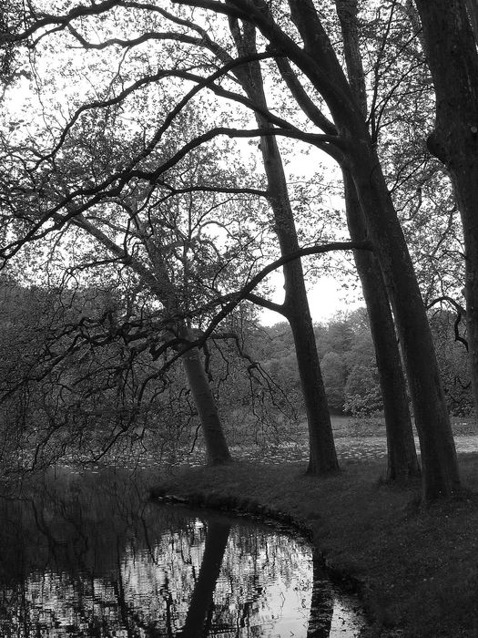 parc, platanes au-dessus de l’étang