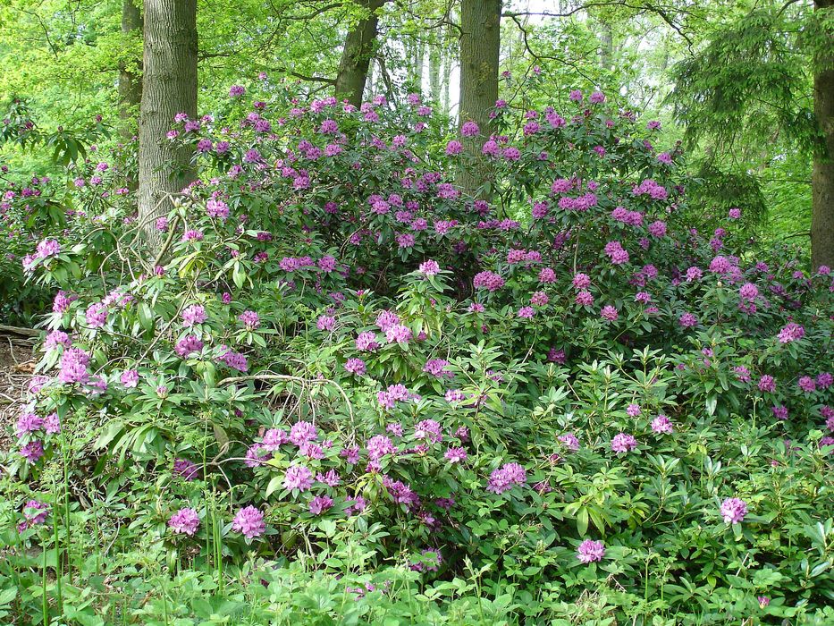 parc, massif de rhododendron