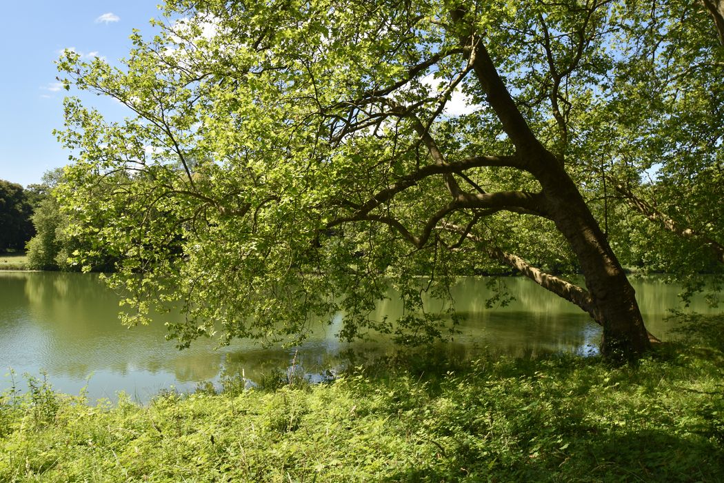 parc, platane au-dessus de l’étang