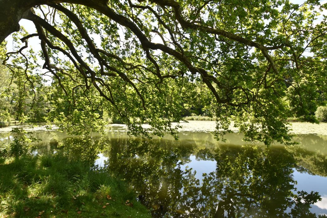 parc, platane au-dessus de l’étang