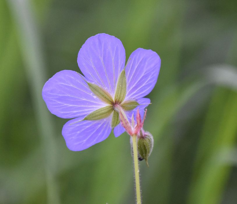 parc, détail d’une fleur de géranium des prés