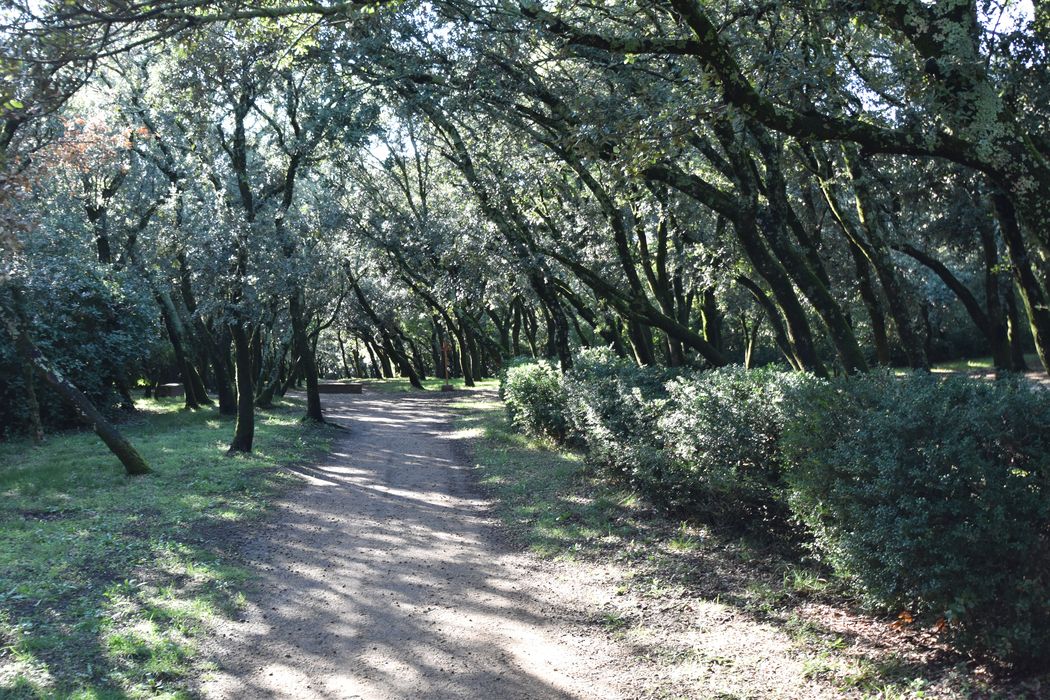 parc, vue partielle du bois de la Garenne