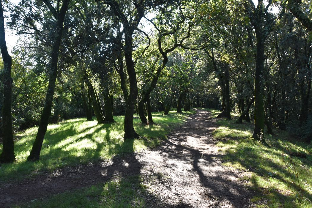 parc, vue partielle du bois de la Garenne