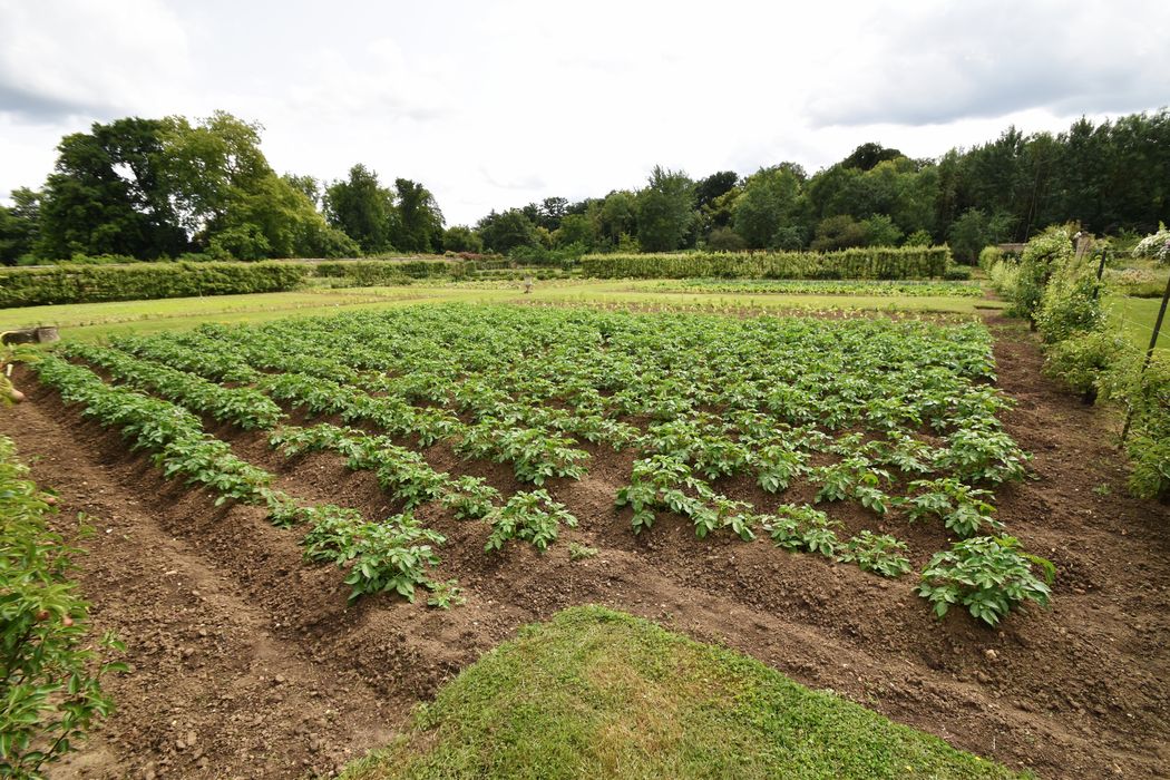 potager