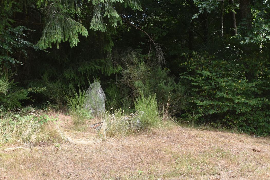 vue partielle des mégalithes dans leur environnement