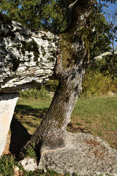 détail du chêne situé à proximité immédiate du mégalithe