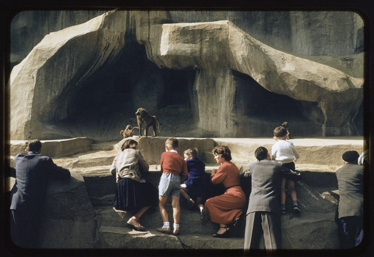 Zoo de Vincennes, Paris, 1955 ; [Singes]