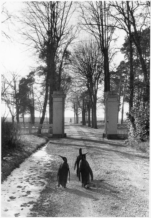 Le repos du cirque Pinder, dans le parc d'un château de Touraine, Chanceaux-sur-Choisille (Indre-et-Loire), 1956 ; [Pingouins]
