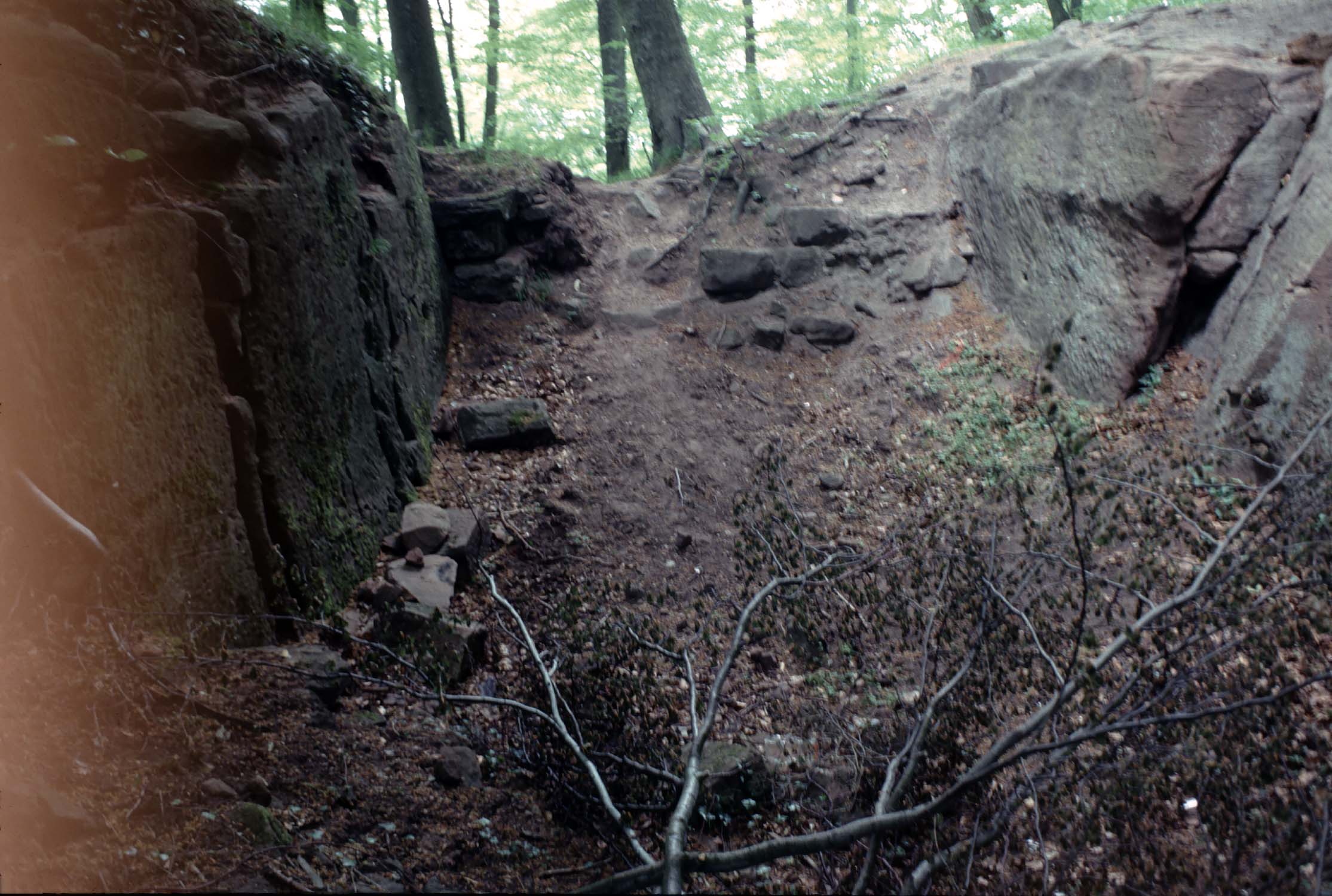 Vestiges de fossé avec arbre mort au 1er plan, détail