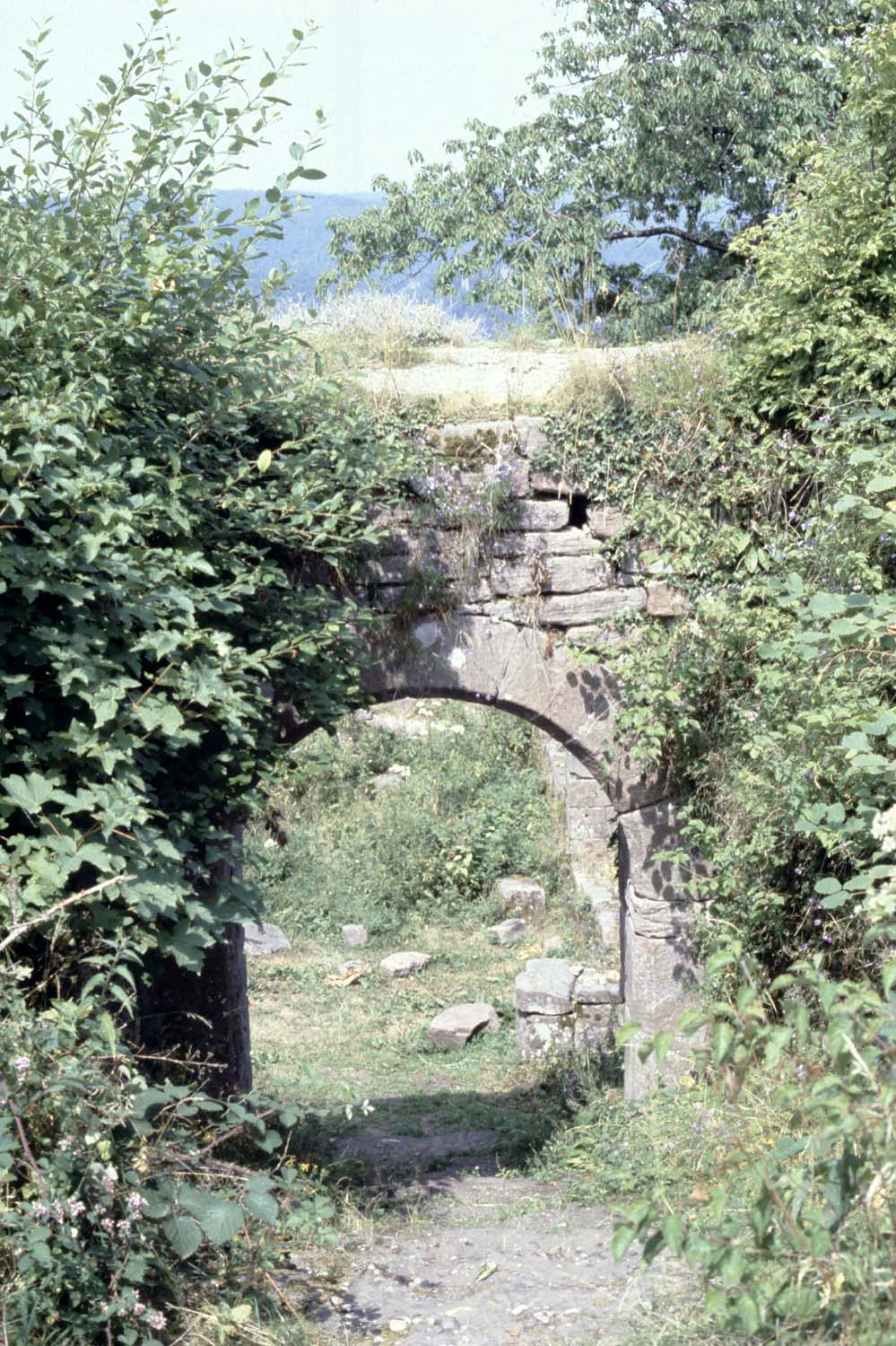 Cave : porte envahie par la végétation