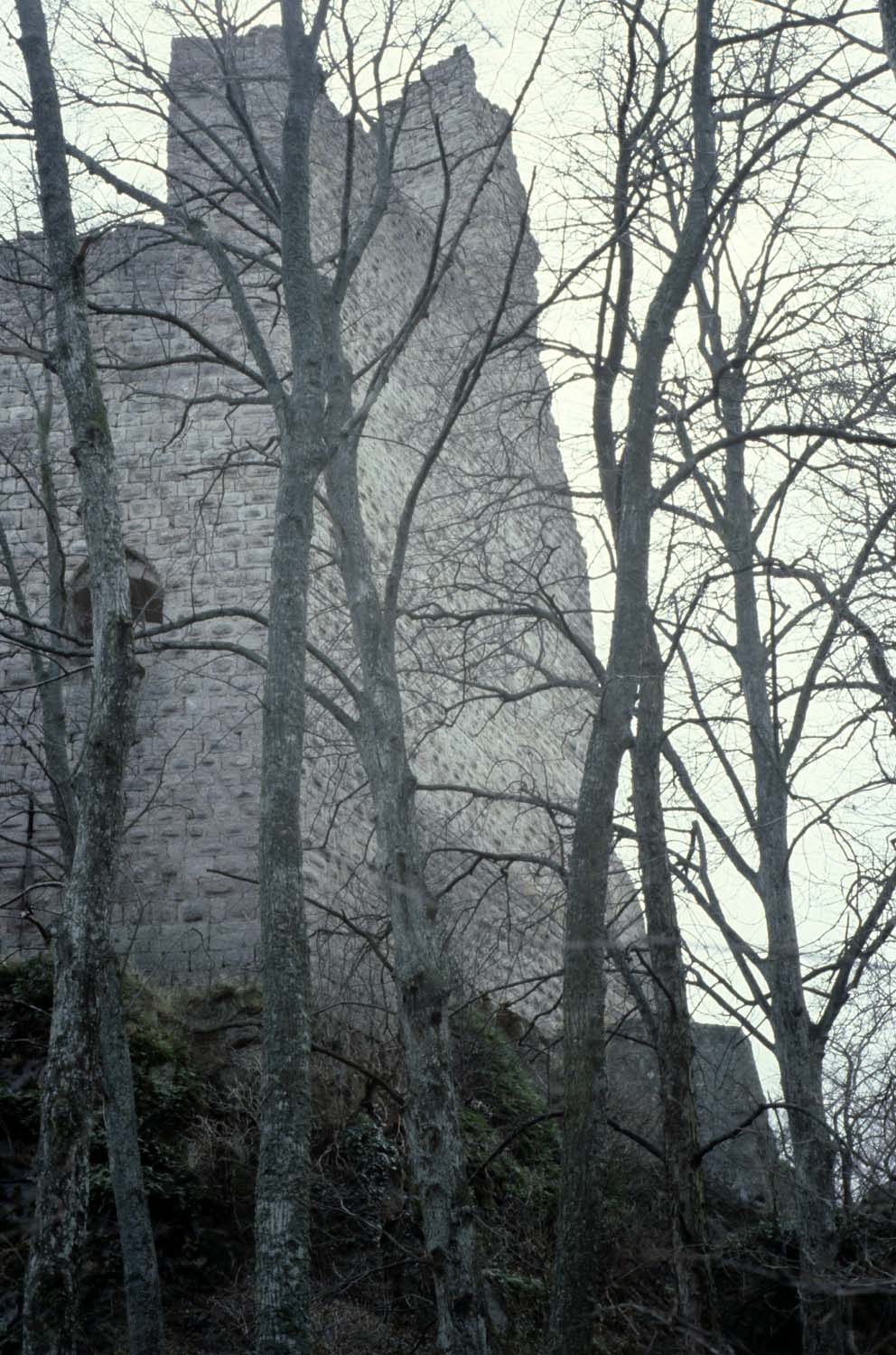 Vestiges du mur bouclier et du fossé à travers les arbres