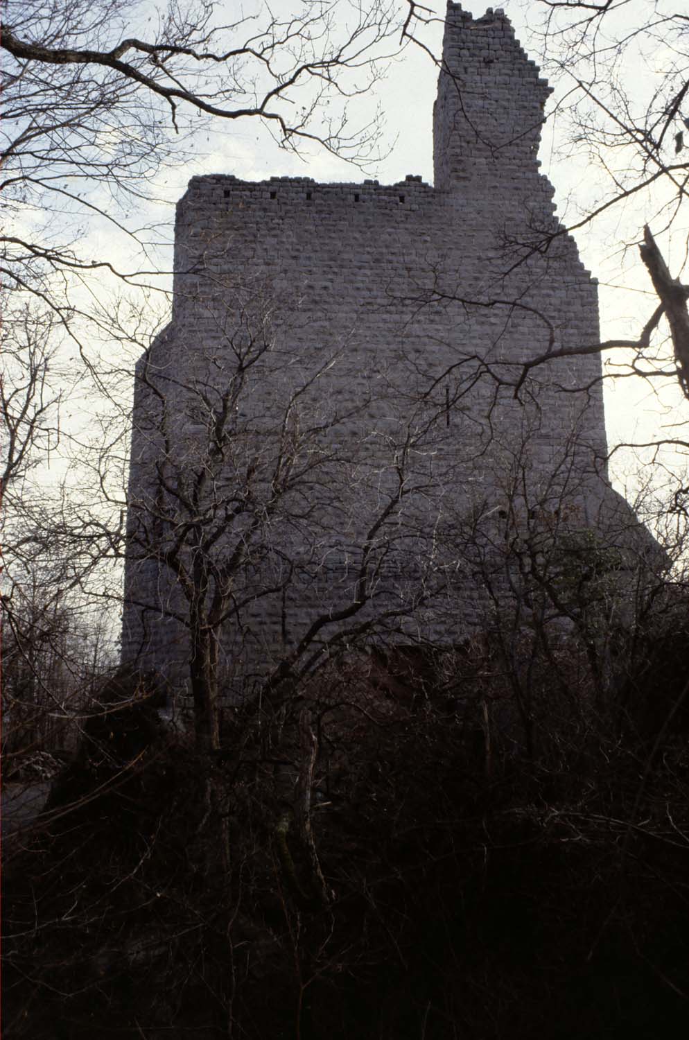 Vestiges du mur bouclier et du fossé à travers les arbres