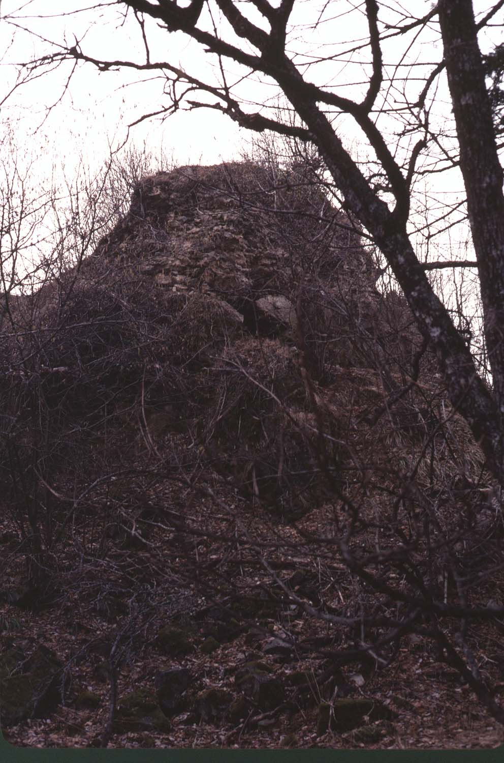 Vestiges de la face sud enfouis dans la végétation, vue générale