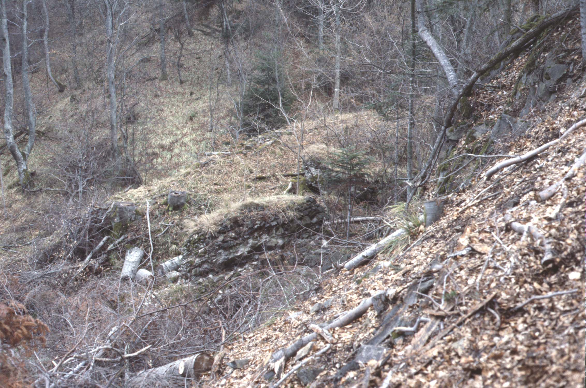 Emplacement du fossé recouvert de végétaux, vue en contre-plongée