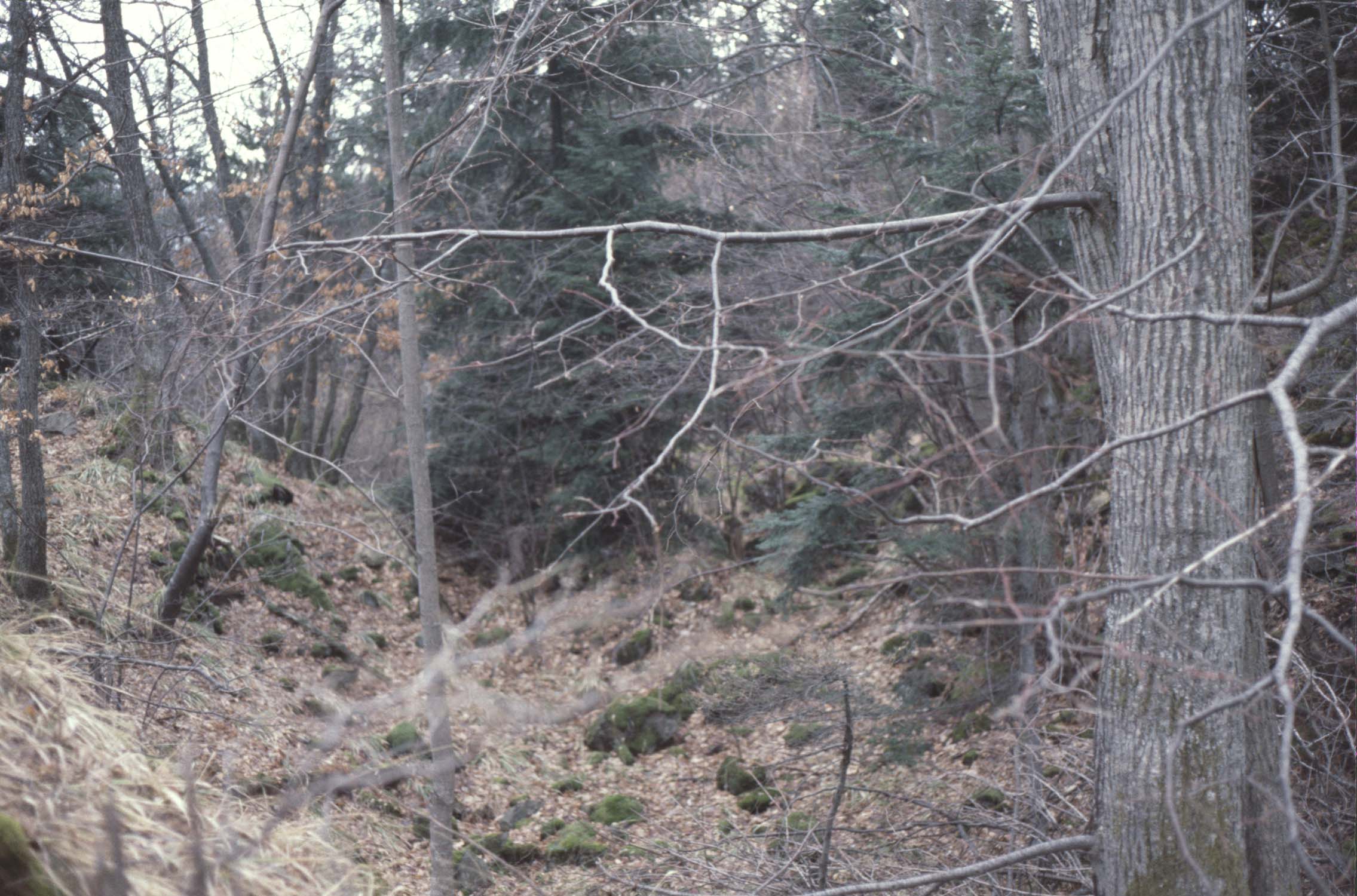 Emplacement du fossé, vue à travers les arbres