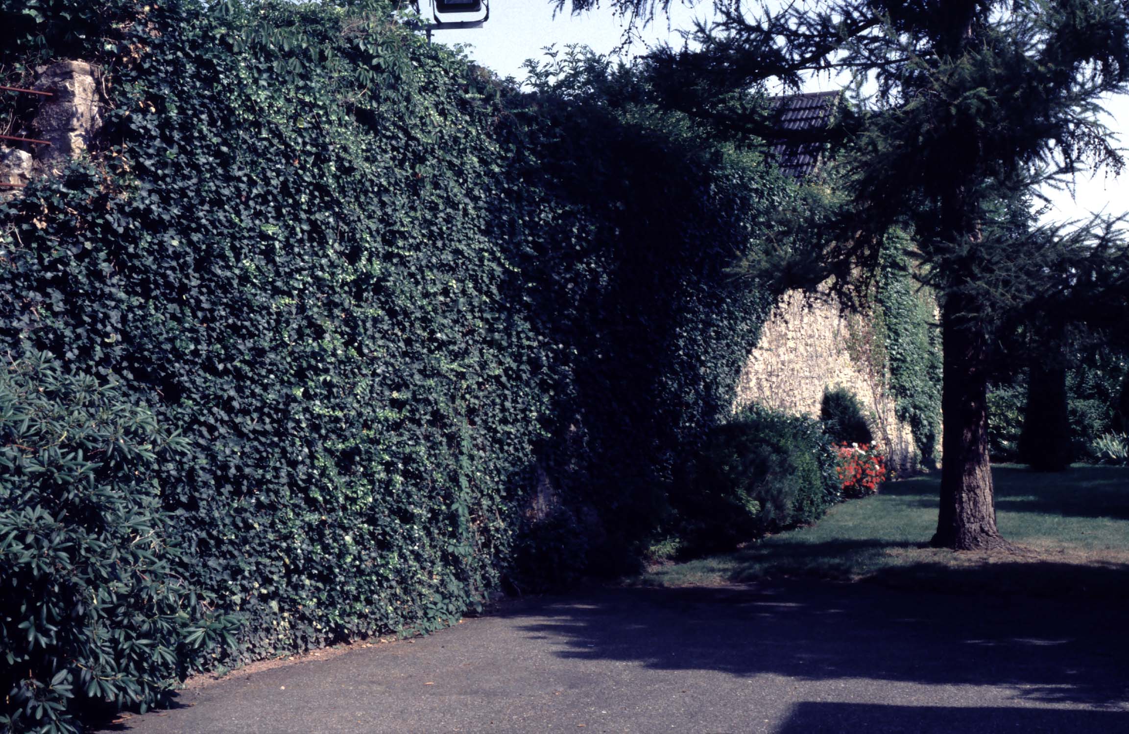 Vestige des remparts couverts de lierre, vue latérale