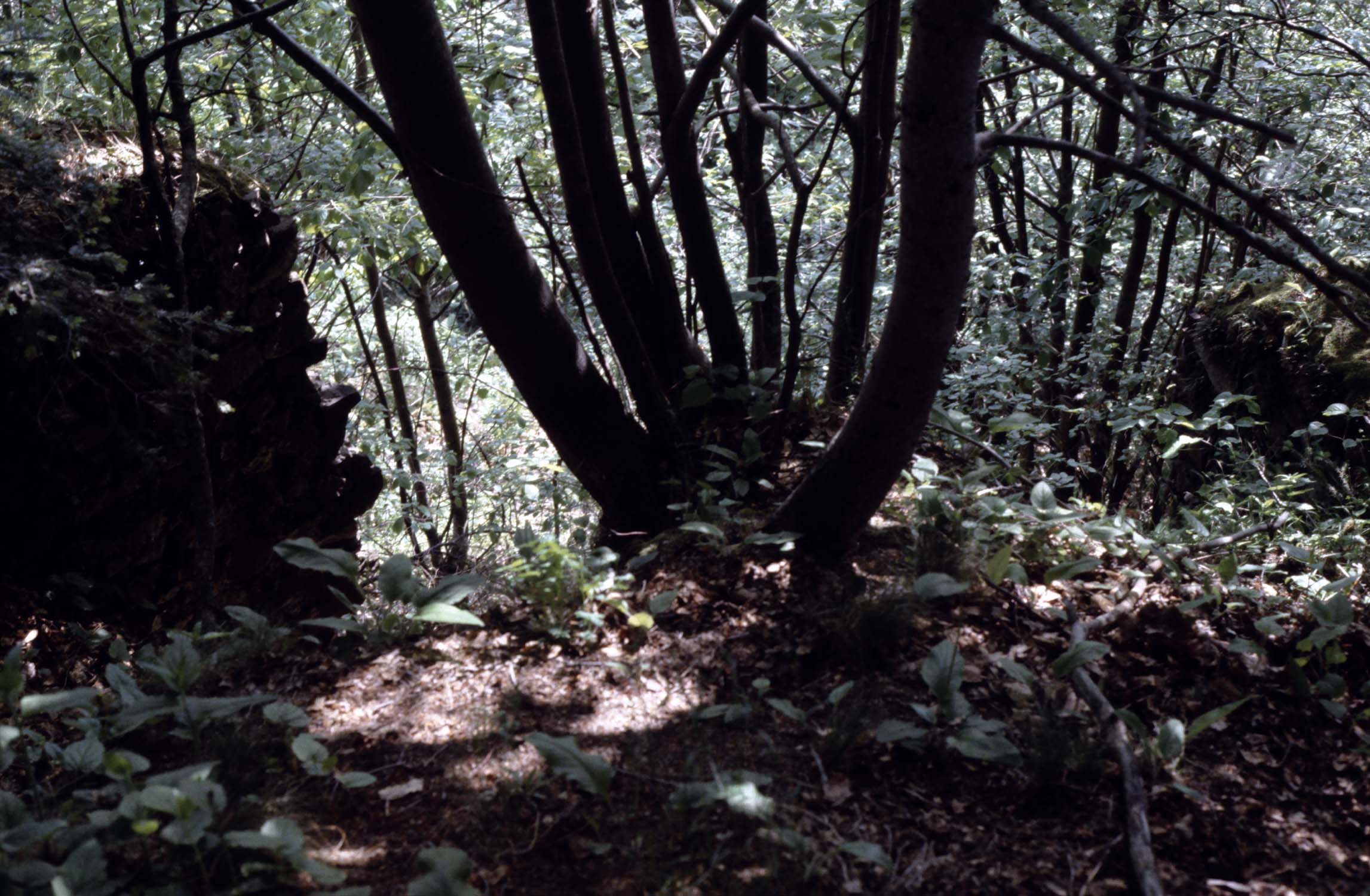 Vestige de porte ?, vue partielle dans la forêt