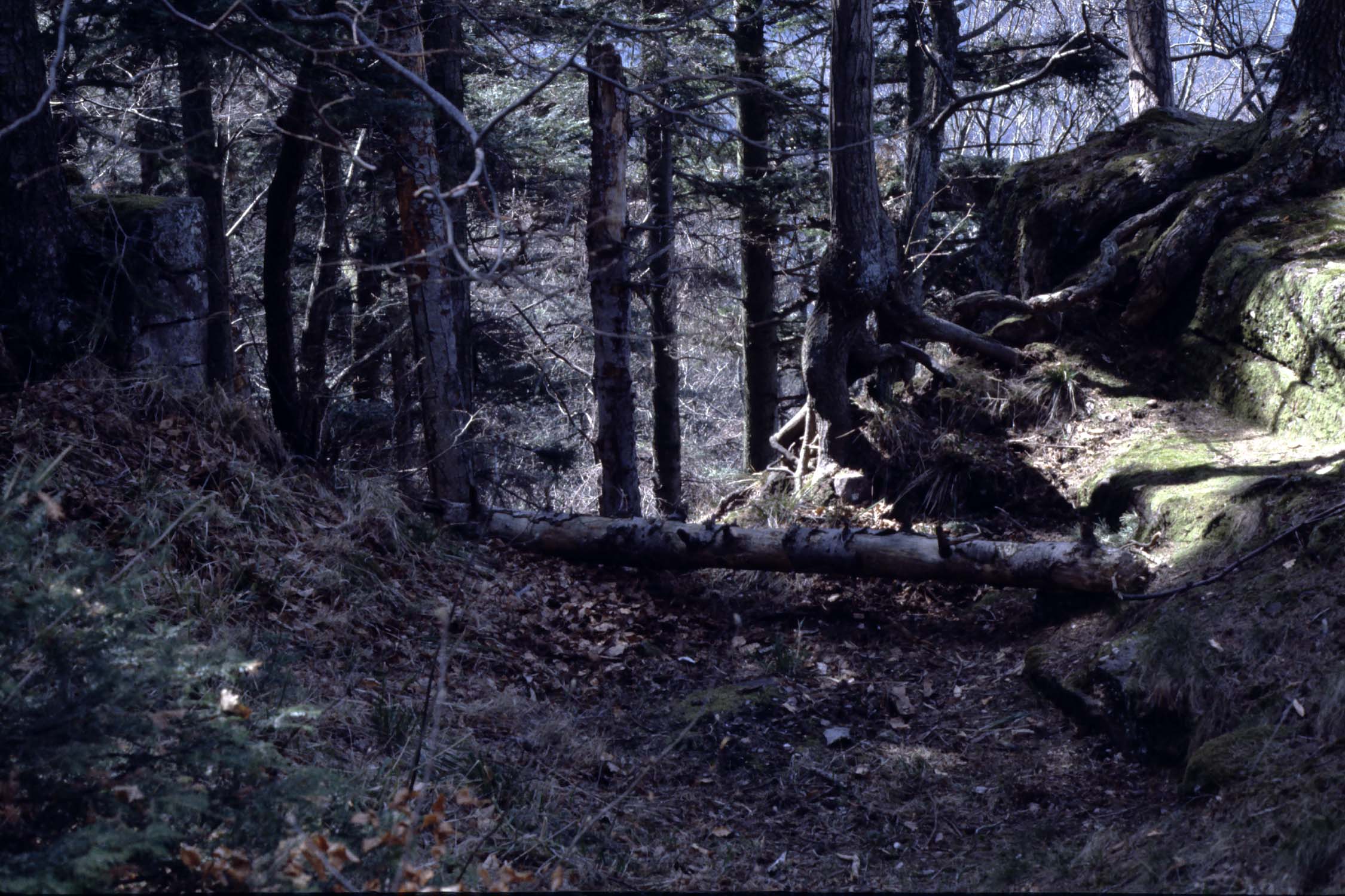 Emplacement de la 1ère porte au milieu de la forêt, vue de l'intérieur