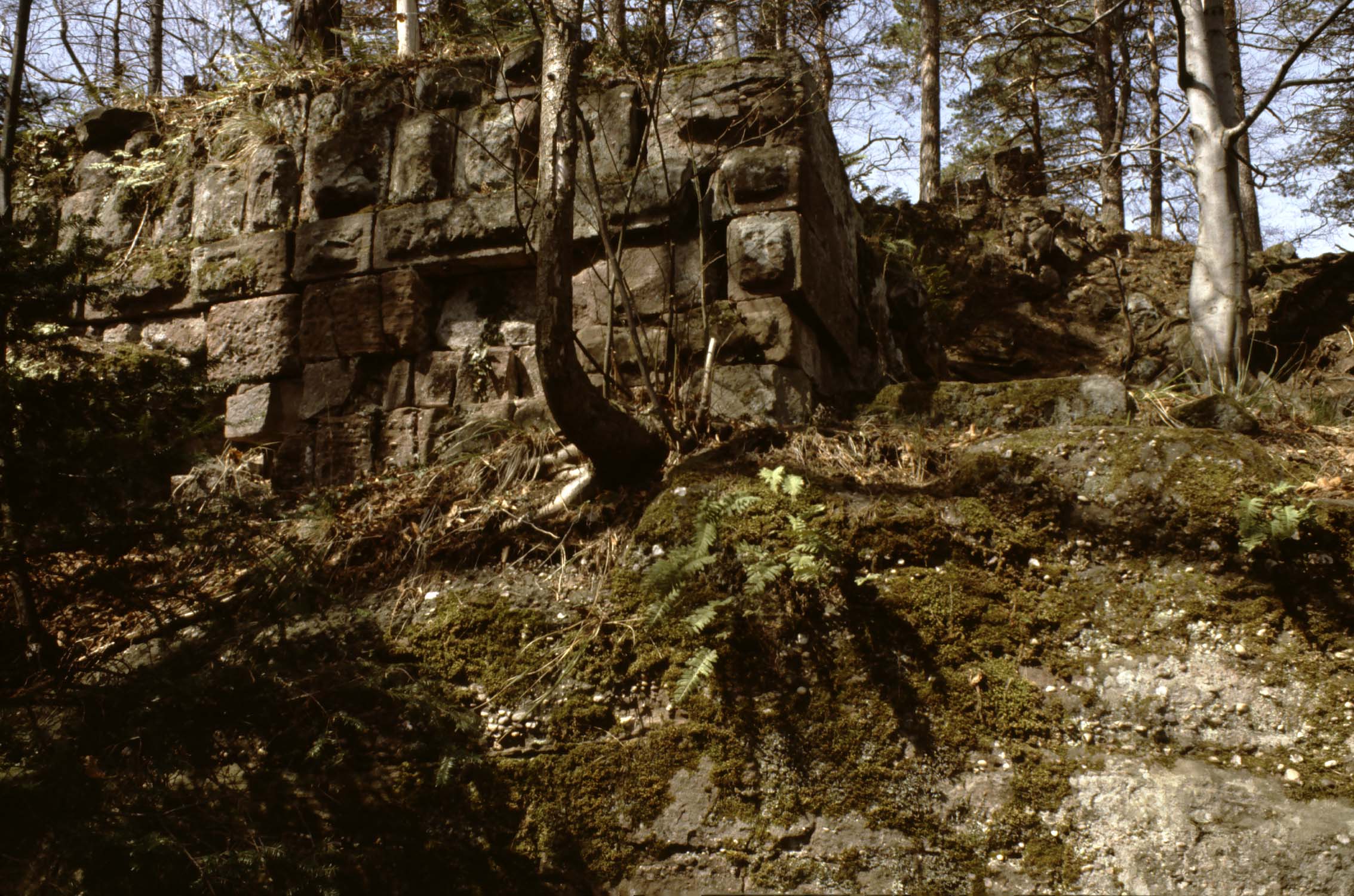 Porte du mur nord ?, vue d'ensemble dans la forêt
