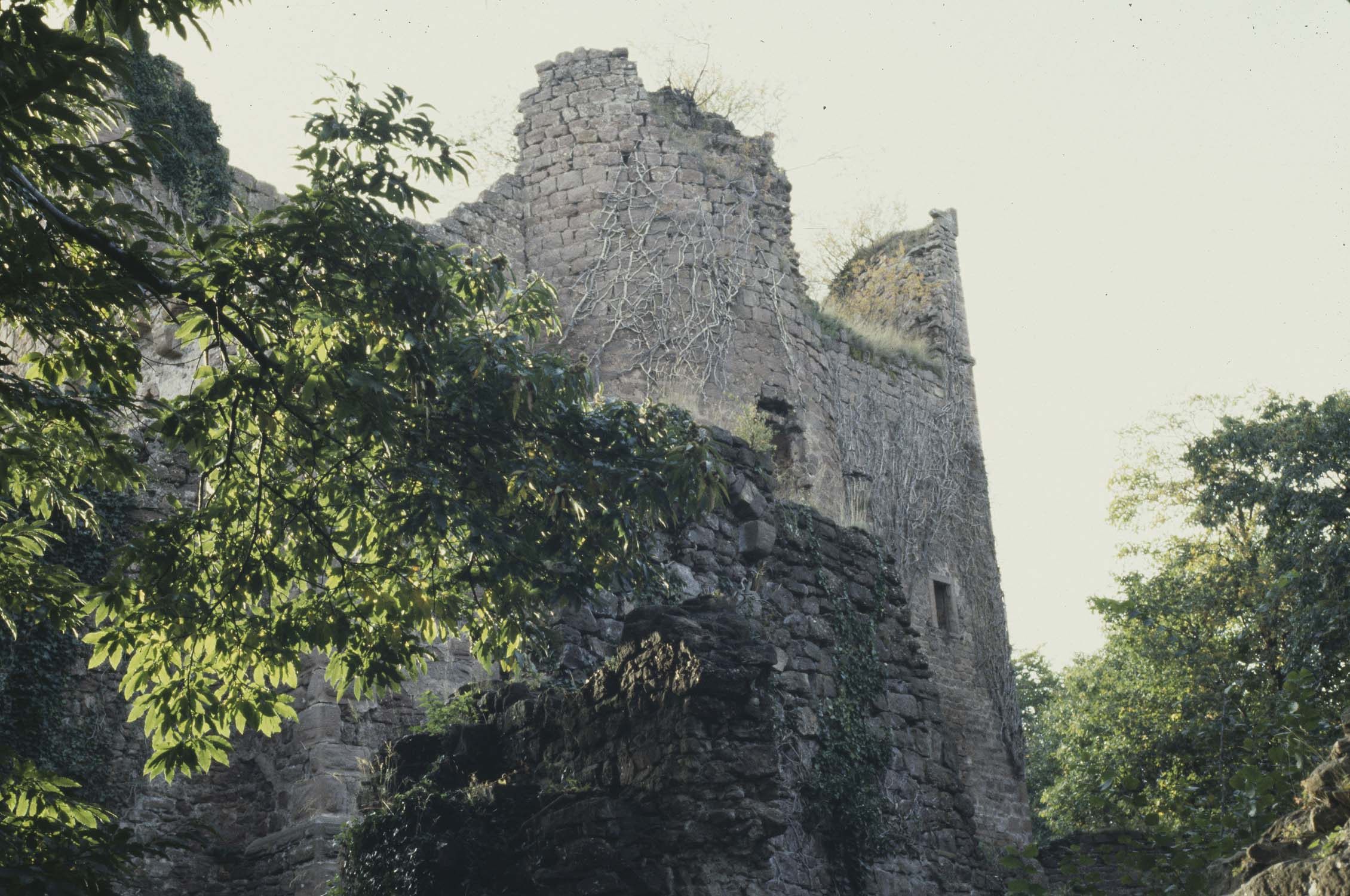 Mur est et bastion : entrée, vue générale derrière une branche d'arbre