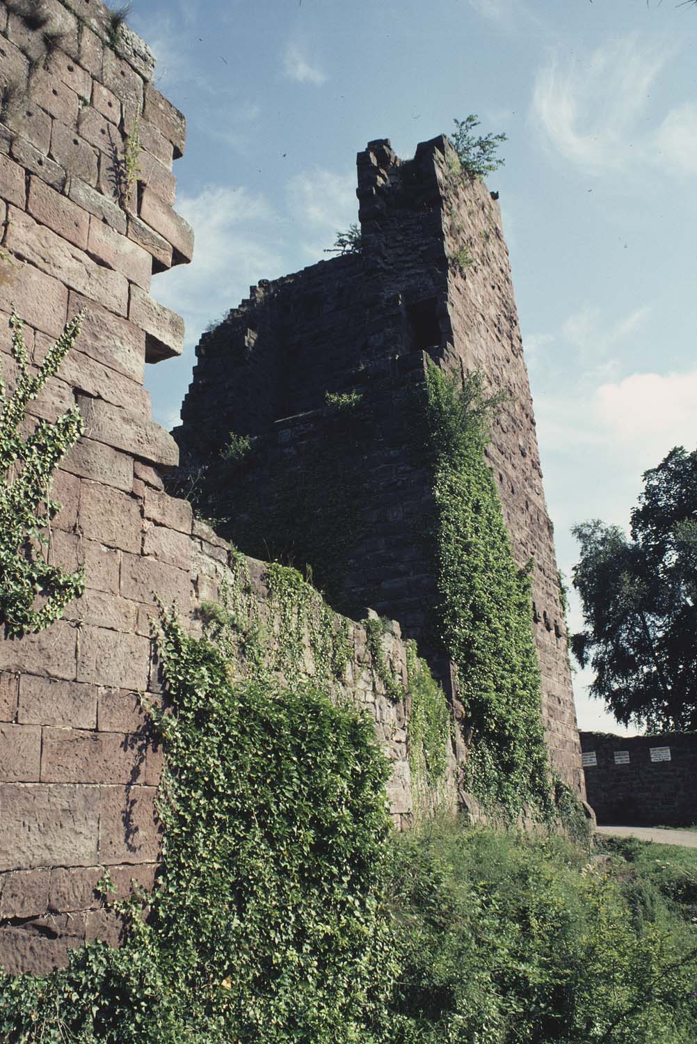 Vestiges d'un donjon et de la courtine envahis par le lierre, vue d'ensemble