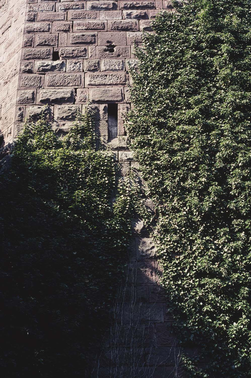 2e château : donjon envahi par le lierre, détail