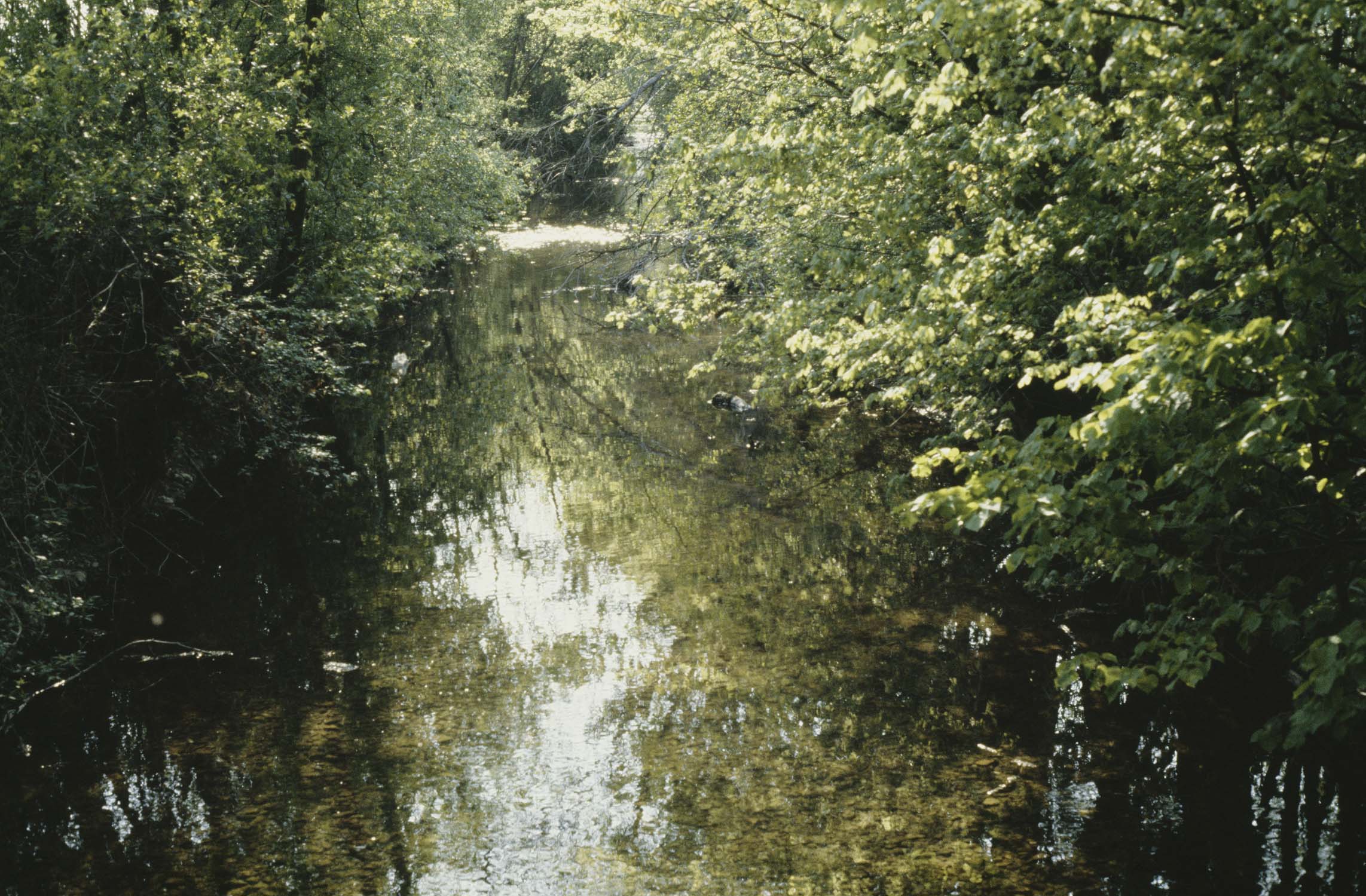 Le Leimbach au printemps