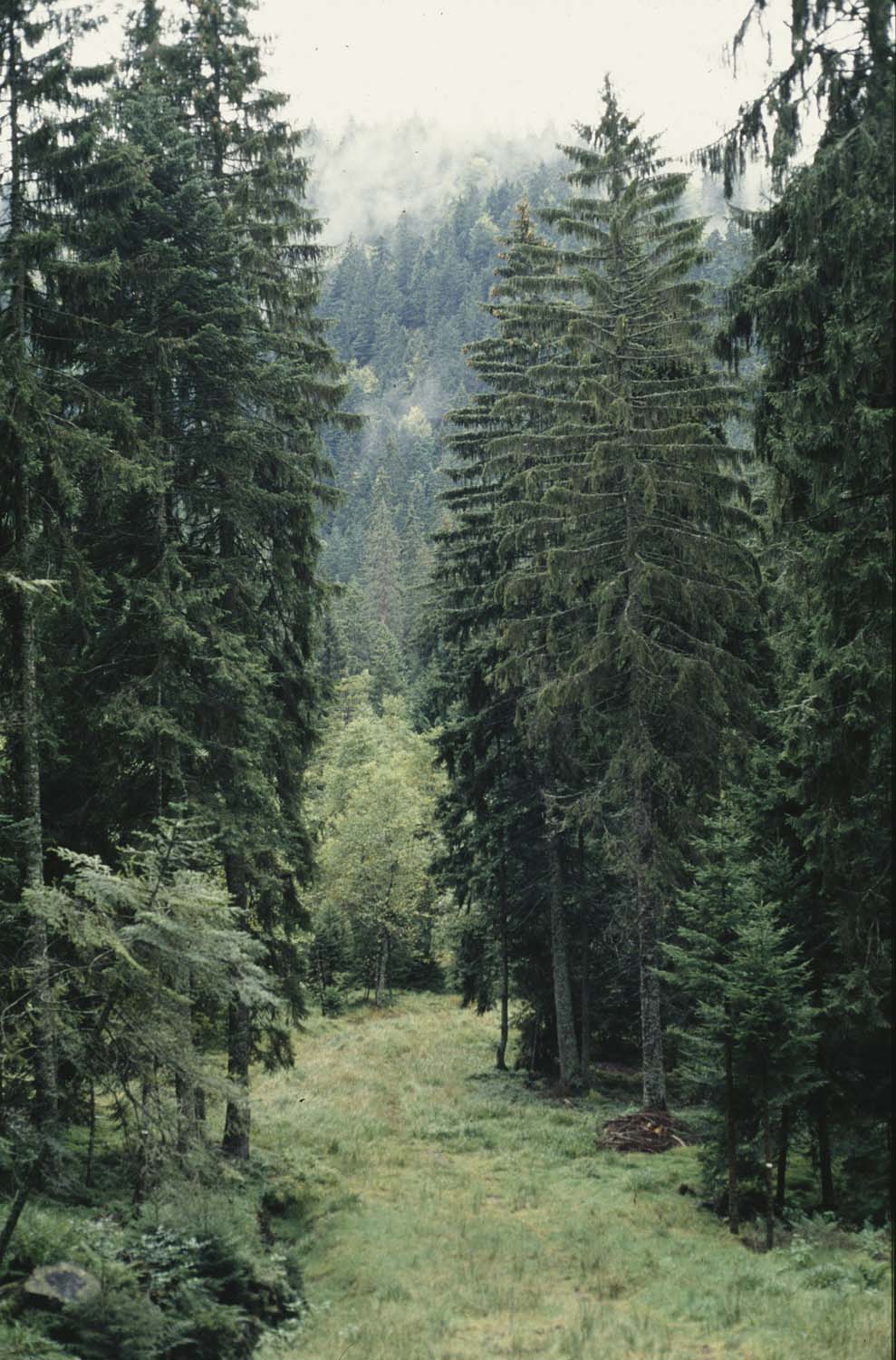 Tourbière de Liespach